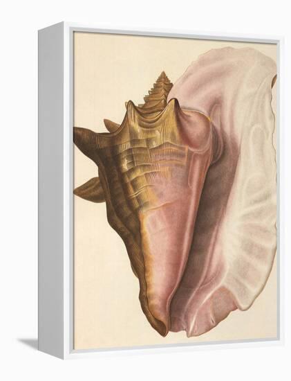 Queen Conch Shell, 1853-null-Framed Premier Image Canvas