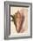 Queen Conch Shell, 1853-null-Framed Giclee Print