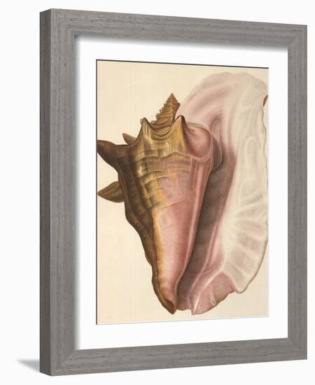 Queen Conch Shell, 1853-null-Framed Giclee Print