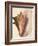 Queen Conch Shell, 1853-null-Framed Giclee Print