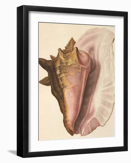 Queen Conch Shell, 1853-null-Framed Giclee Print