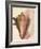 Queen Conch Shell, 1853-null-Framed Giclee Print