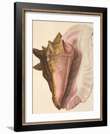 Queen Conch Shell, 1853-null-Framed Giclee Print