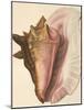 Queen Conch Shell, 1853-null-Mounted Giclee Print