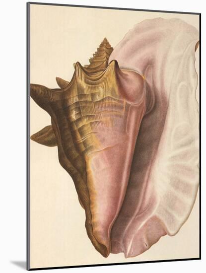 Queen Conch Shell, 1853-null-Mounted Giclee Print