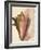 Queen Conch Shell, 1853-null-Framed Giclee Print