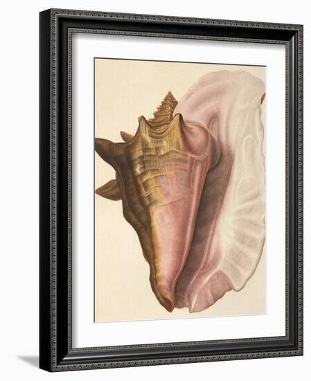 Queen Conch Shell, 1853-null-Framed Giclee Print