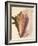 Queen Conch Shell, 1853-null-Framed Giclee Print