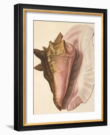 Queen Conch Shell, 1853-null-Framed Giclee Print