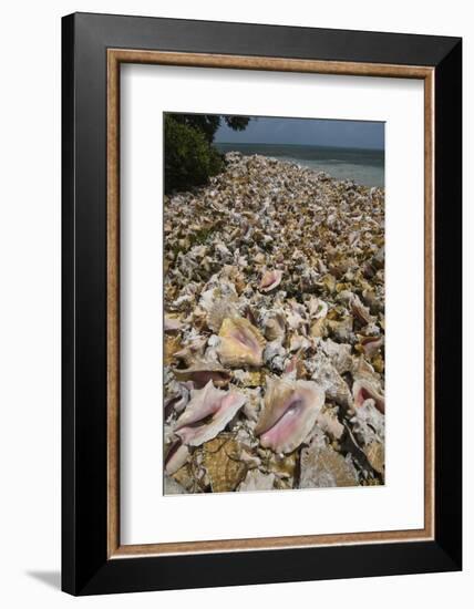 Queen Conch Shells Harvested for their Meat, Hat Caye, Lighthouse Reef, Atoll, Belize-Pete Oxford-Framed Photographic Print