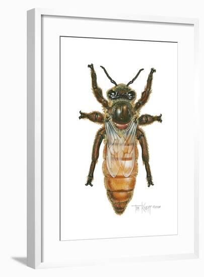 Queen Honey Bee-Tim Knepp-Framed Giclee Print