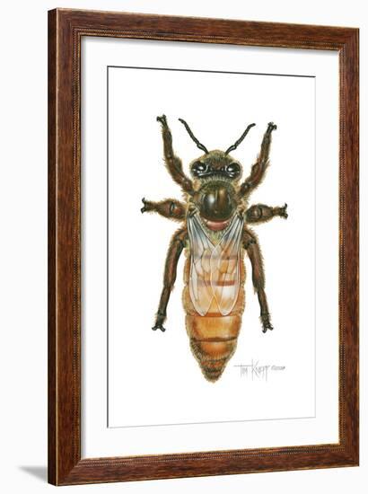 Queen Honey Bee-Tim Knepp-Framed Giclee Print