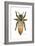 Queen Honey Bee-Tim Knepp-Framed Giclee Print