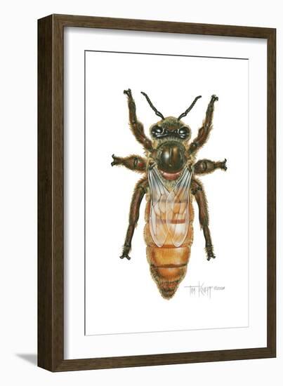 Queen Honey Bee-Tim Knepp-Framed Giclee Print