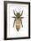 Queen Honey Bee-Tim Knepp-Framed Giclee Print