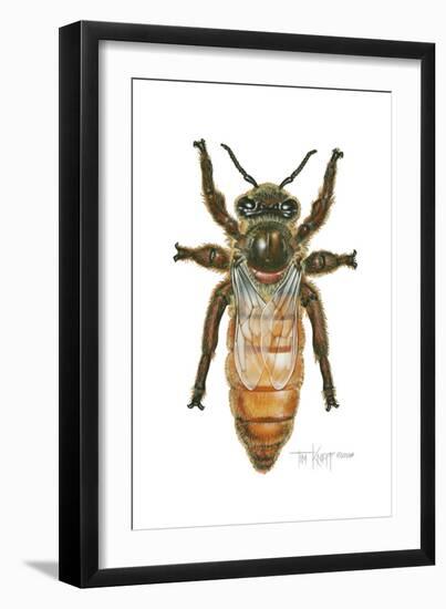 Queen Honey Bee-Tim Knepp-Framed Giclee Print