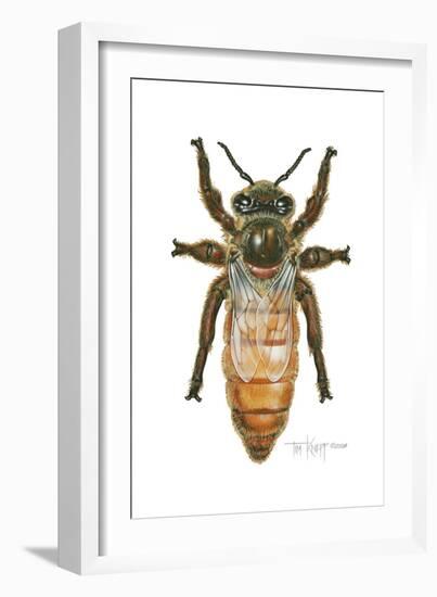 Queen Honey Bee-Tim Knepp-Framed Giclee Print