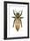 Queen Honey Bee-Tim Knepp-Framed Giclee Print