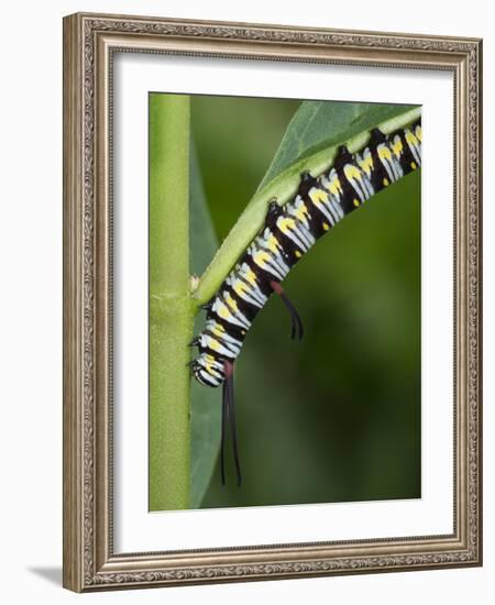 Queen larvae or caterpillar, Danaus gilippus, Florida-Maresa Pryor-Framed Photographic Print