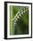 Queen larvae or caterpillar, Danaus gilippus, Florida-Maresa Pryor-Framed Photographic Print