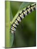 Queen larvae or caterpillar, Danaus gilippus, Florida-Maresa Pryor-Mounted Photographic Print