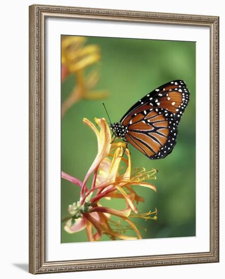 Queen Monarch on Spiderflower in Woodland Park Zoo Rose Garden, Washington, USA-Jamie & Judy Wild-Framed Photographic Print