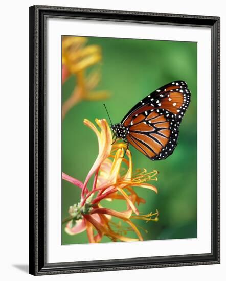 Queen Monarch resting on Spiderflower, Woodland Park Zoo, Washington, USA-Jamie & Judy Wild-Framed Photographic Print