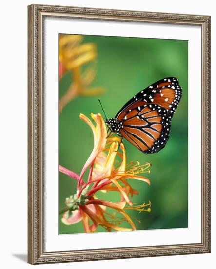 Queen Monarch resting on Spiderflower, Woodland Park Zoo, Washington, USA-Jamie & Judy Wild-Framed Photographic Print