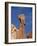 Queen Nefertiti Rock Formation, Arches National Park, Utah, United States of America, North America-James Hager-Framed Photographic Print