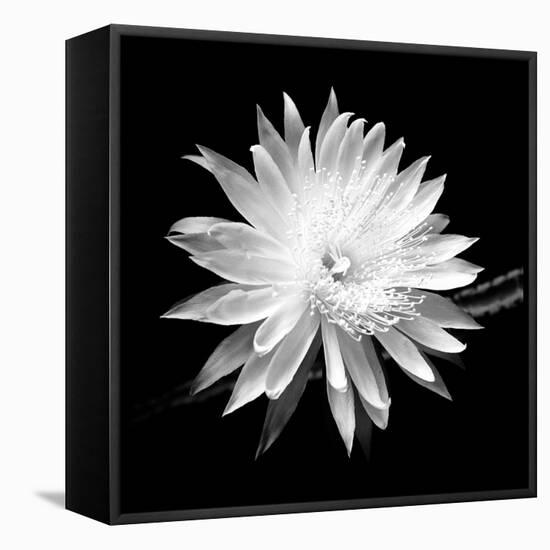 Queen of the Night BW II-Douglas Taylor-Framed Premier Image Canvas