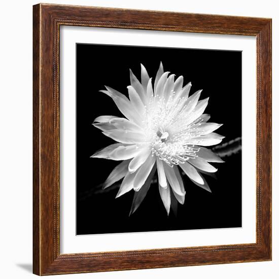 Queen of the Night BW II-Douglas Taylor-Framed Photographic Print