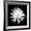 Queen of the Night BW II-Douglas Taylor-Framed Photographic Print