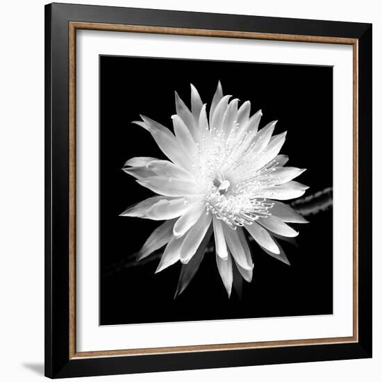 Queen of the Night BW II-Douglas Taylor-Framed Photographic Print