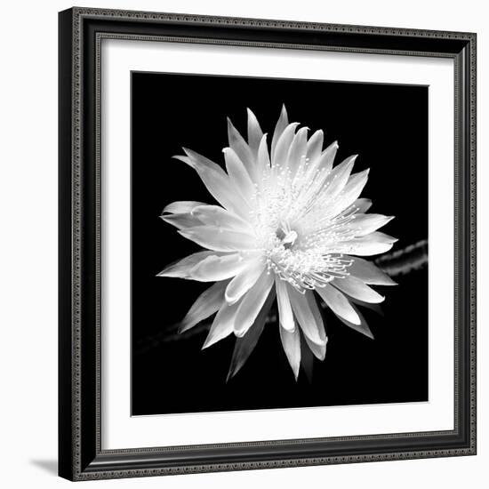 Queen of the Night BW II-Douglas Taylor-Framed Photographic Print