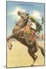 Queen of the Rancho, Charra on Horse-null-Mounted Art Print