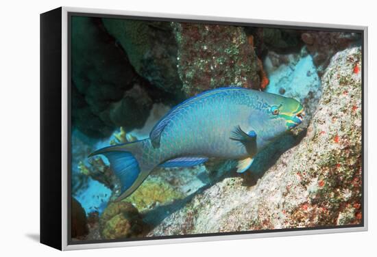 Queen Parrotfish-Georgette Douwma-Framed Premier Image Canvas