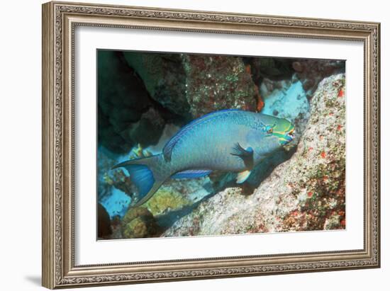 Queen Parrotfish-Georgette Douwma-Framed Photographic Print