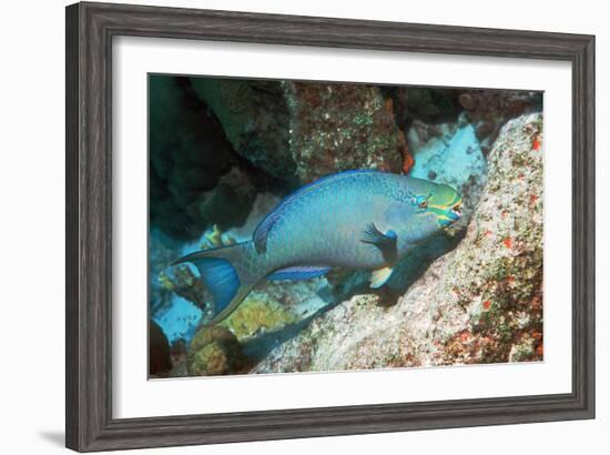 Queen Parrotfish-Georgette Douwma-Framed Photographic Print