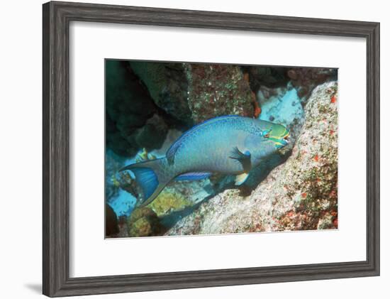 Queen Parrotfish-Georgette Douwma-Framed Photographic Print