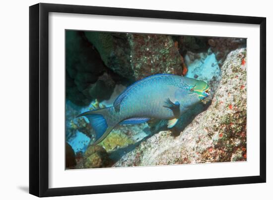 Queen Parrotfish-Georgette Douwma-Framed Photographic Print