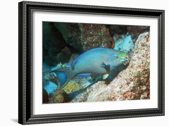 Queen Parrotfish-Georgette Douwma-Framed Photographic Print