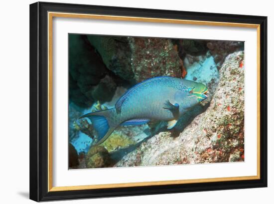 Queen Parrotfish-Georgette Douwma-Framed Photographic Print