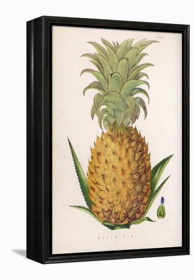 Queen Pineapple-null-Framed Premier Image Canvas