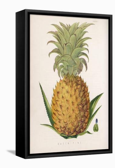 Queen Pineapple-null-Framed Premier Image Canvas