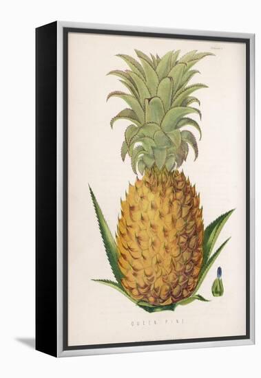 Queen Pineapple-null-Framed Premier Image Canvas