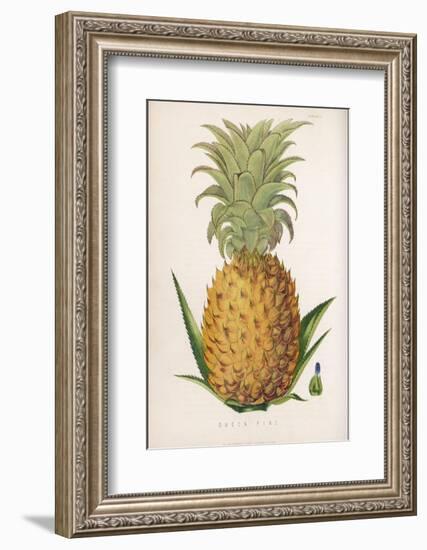 Queen Pineapple-null-Framed Photographic Print