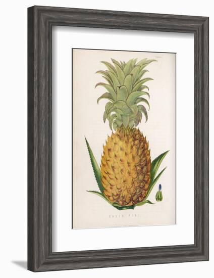 Queen Pineapple--Framed Photographic Print