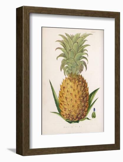 Queen Pineapple-null-Framed Photographic Print