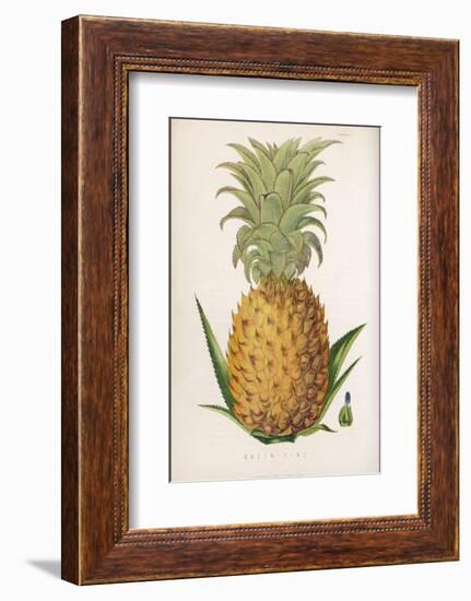 Queen Pineapple-null-Framed Photographic Print