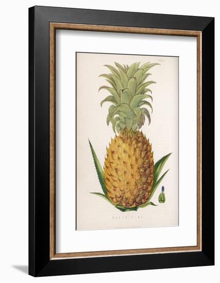 Queen Pineapple--Framed Photographic Print